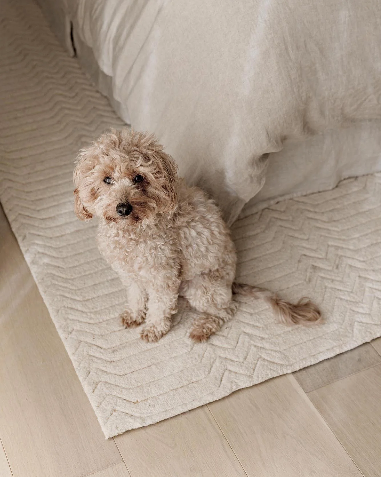 Cualli Ivory Cream Textured Rug - Image 8