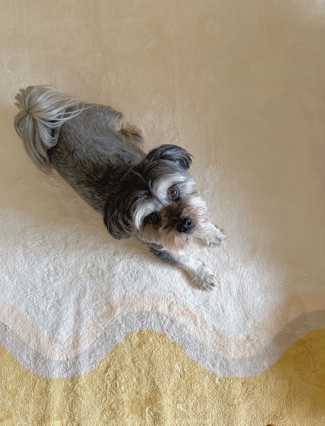Esti Cream and Yellow Wiggle Bordered Washable Rug - Image 13