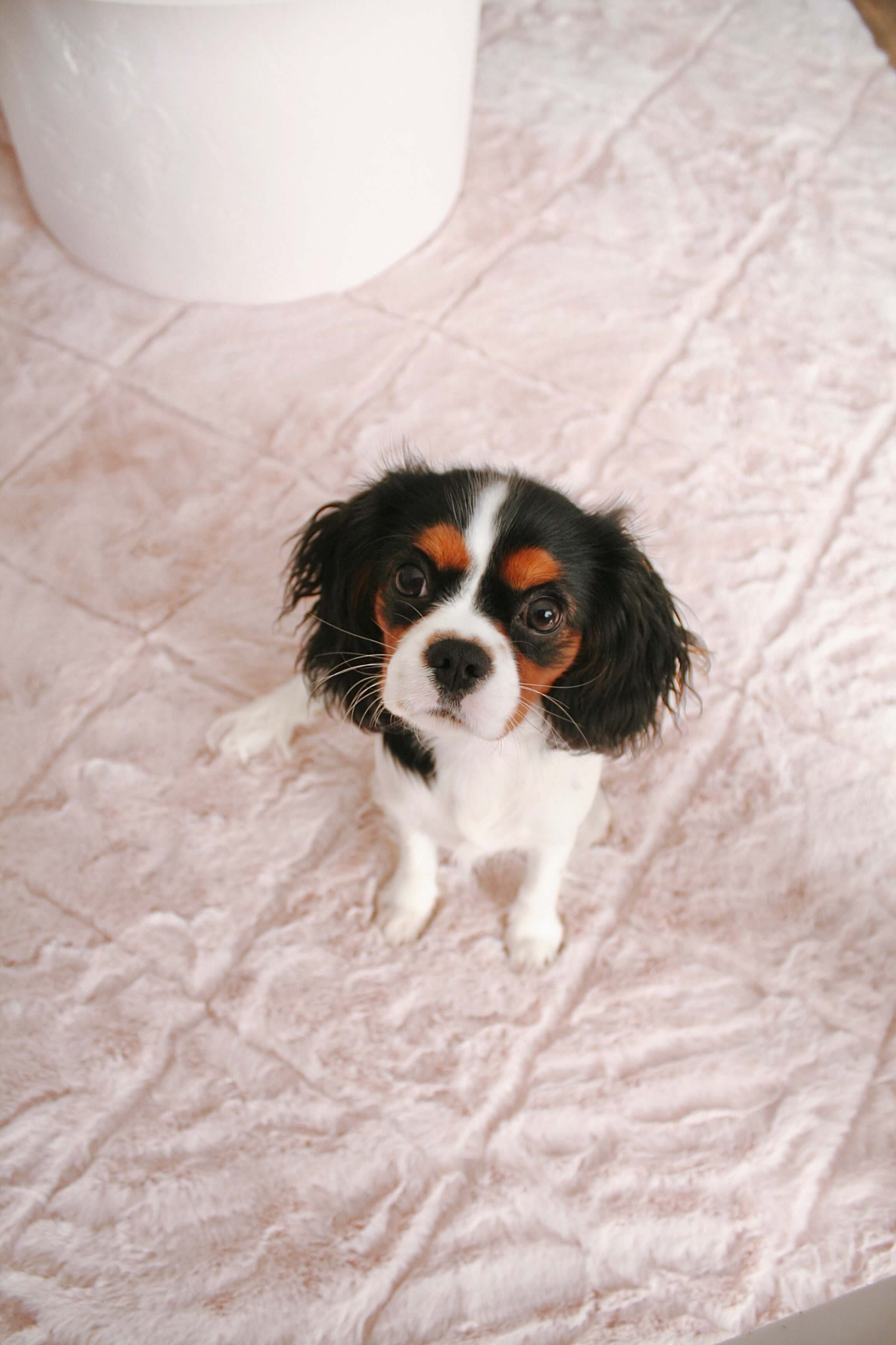 Karlie Blush Pink Diamond Shag Rug - Image 10