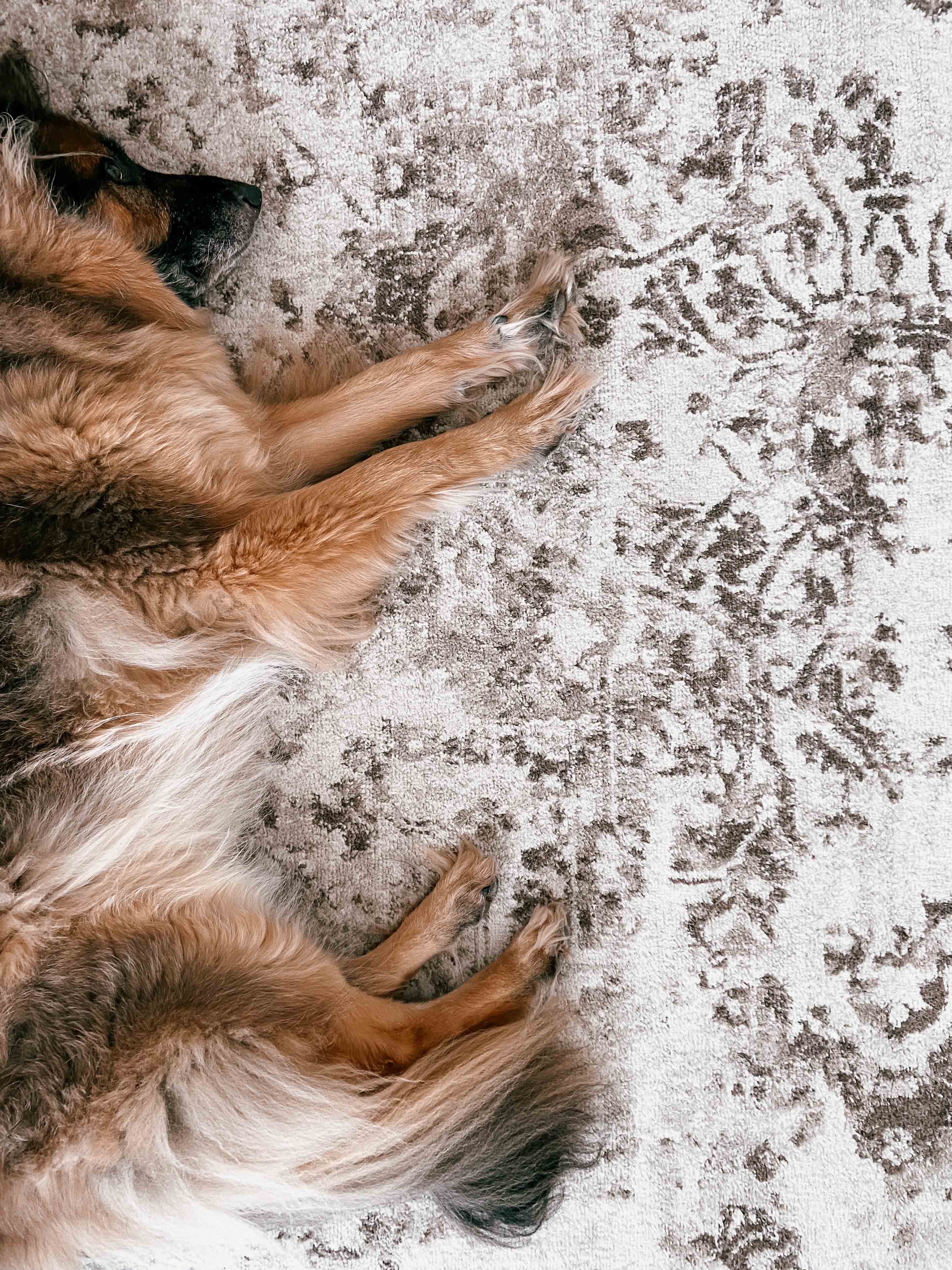 Liliana Cream And Brown Traditional Distressed Floral Rug - Image 12