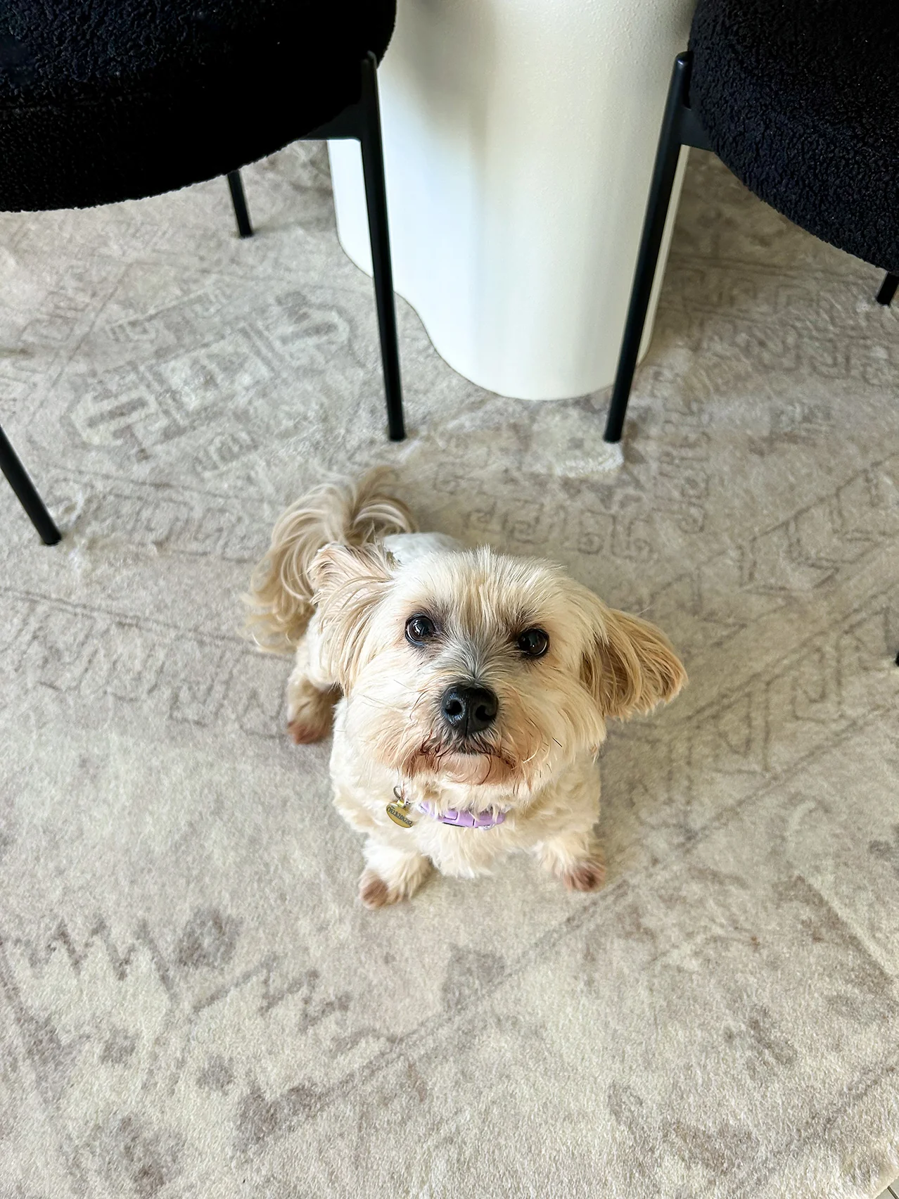 Lucille Cream and Beige Distressed Washable Rug - Image 4
